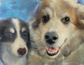 Pet Pastel 20