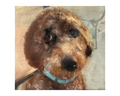 Pet Pastel 6