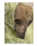 Pet Pastel 14