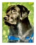Pet Pastel 19
