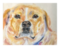 Pet Pastel 2