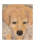 Pet Pastel 4