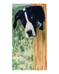Pet Pastel 5